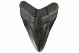 Black, Fossil Megalodon Tooth - South Carolina #90757-1
